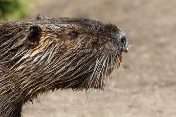Nutria wildlife