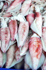 Fresh squid in the market.