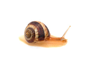 snail on a white background