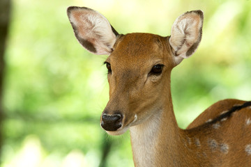 deer