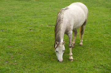 Obraz premium white horse grazing