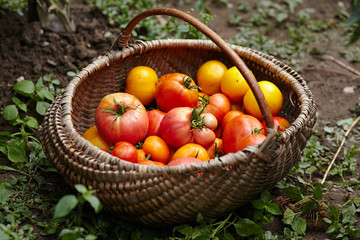 Fototapeta na wymiar Basket of tomatoes