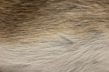 background of fur mouse. macro