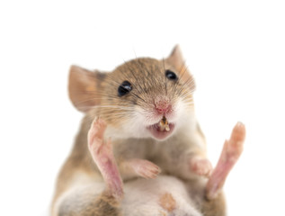 mouse on a white background. macro
