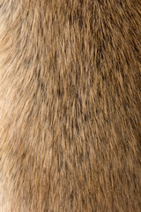 background of fur mouse. macro