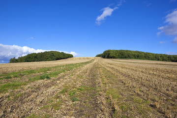 stubble field with trees