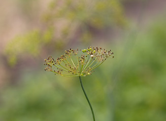 fennel seeds in nature. macro