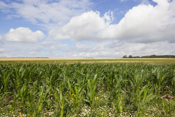 maize landscape