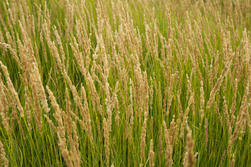 grass with ears on nature