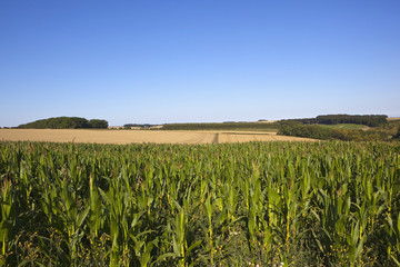 Fototapeta na wymiar maize crop and scenery