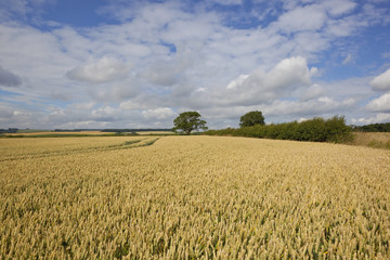 agricultural scenery