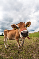 Fototapeta na wymiar Jersey cow in the meadow