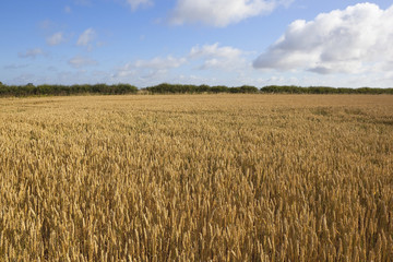 wheat and hedgerow