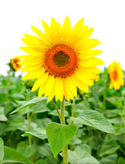Obraz premium Image of beautiful sunflower