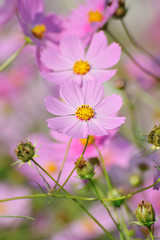 Obraz premium コスモス