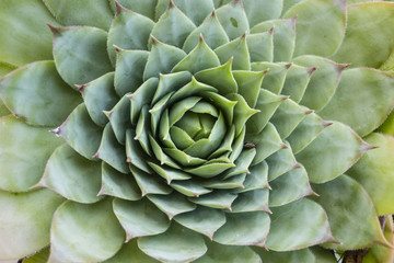 Succulent plant leaves