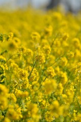 Obraz premium 菜の花畑