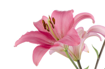 Pink lilies - obrazy, fototapety, plakaty