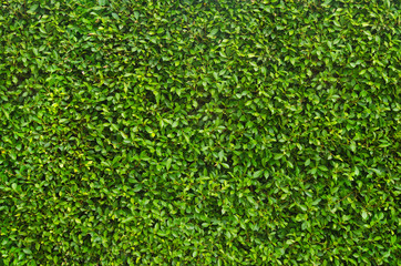 leaf ,use as wall paper