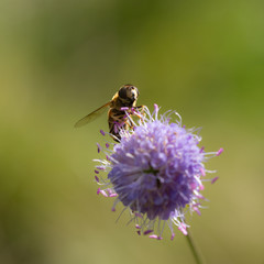 hoverfly on a purple flower