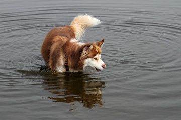 Husky in der Nordsee