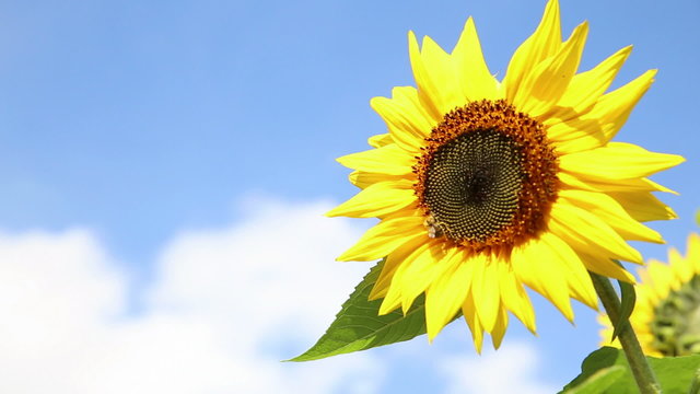 beautiful sunflower with a bee in front of an blue sky