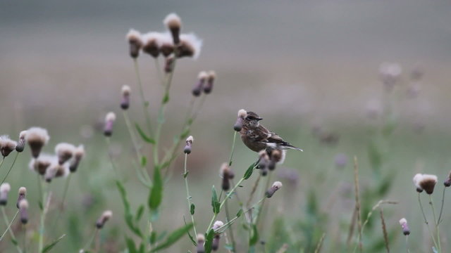field pipit