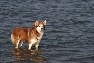 Husky in der Nordsee