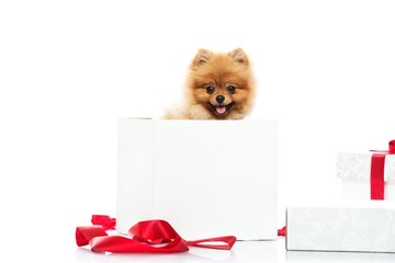 Little funny spitz with bow tie inside gift box