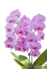 Fototapeta na wymiar Orchids roses
