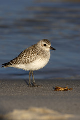 Grey plover, Pluvialis squatarola