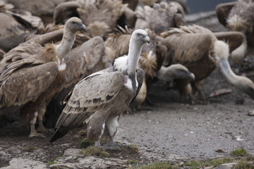 Griffon vulture, Gyps fulvus