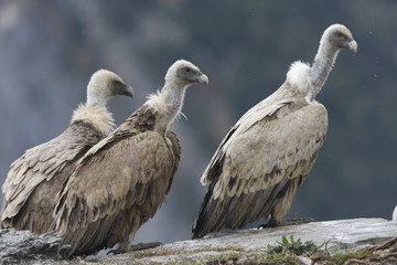Griffon vulture, Gyps fulvus