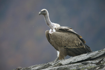 Griffon vulture, Gyps fulvus