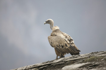 Griffon vulture, Gyps fulvus