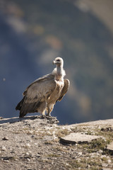 Griffon vulture, Gyps fulvus