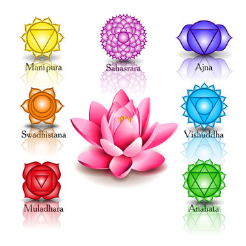 lotus and seven chakras