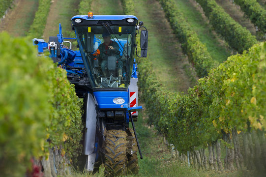 Vendanges m&eacute;canique du raisin dans le vignoble