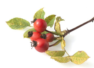 Hagebutten, Hundsrose, Rosa,