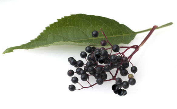 Holunderbeere, Sambucus nigra,