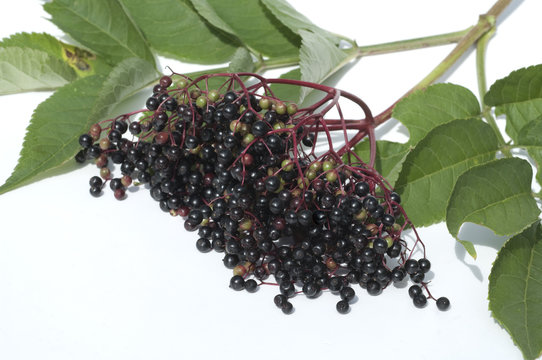 Holunderbeere, Sambucus nigra,