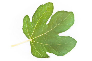 Feuille de figuier sur fond blanc