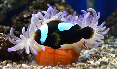 nemo fish and sea anemone