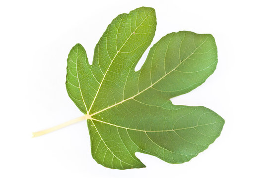 Feuille de figuier sur fond blanc