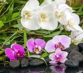 Wellness / Entspannung: Orchideen, Steine, Bambus, Wasser, Feuer
