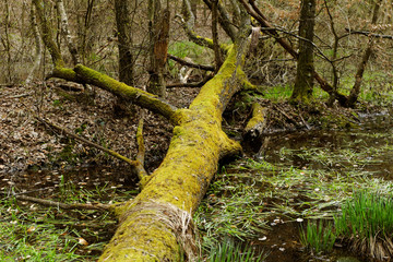 fallen tree by the lake