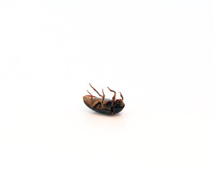 Bug
