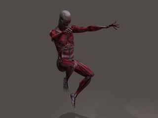 Male Musculature in Action