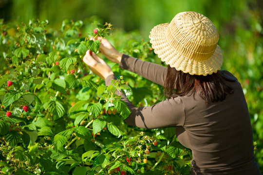 A woman picking raspberries