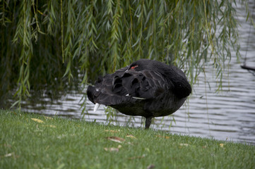 black swan